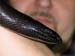 Black Headed Python Head